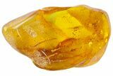 Fossil Ant (Formicidae) In Baltic Amber #139058-1